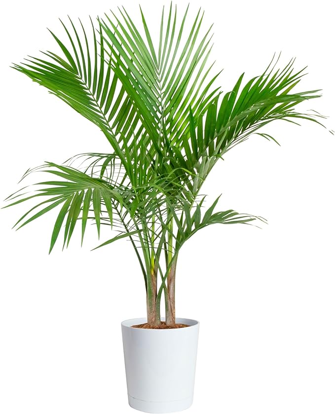 Costa Farms Majesty Palm Live Plant, Indoor and Outdoor Live Palm Tree, Potted in Natural Plant Pot, Tropical Patio, Balcony, Home and Room Decor, Houseplant Gift for Housewarming, 3-4 Feet Tall
