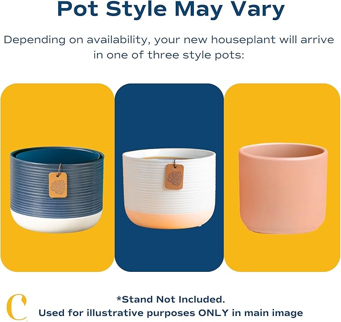 Costa Farms Premium Live Indoor Peace Lily Spathiphyllum, Marble Ceramic Decorator Pot 15-Inches Tall, Shipped Fresh from Our Farm