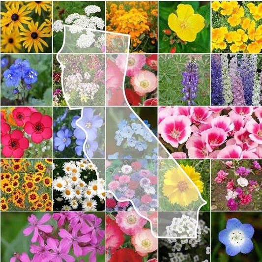 Eden Brothers California Wildflower Mixed Seeds for Planting, 25 lb, 12,000,000+ Seeds with Black Eyed Susan, Shasta Daisy, Attracts Pollinators, Plant in Spring or Fall, Zones 3, 4, 5, 6, 7, 8, 9, 10