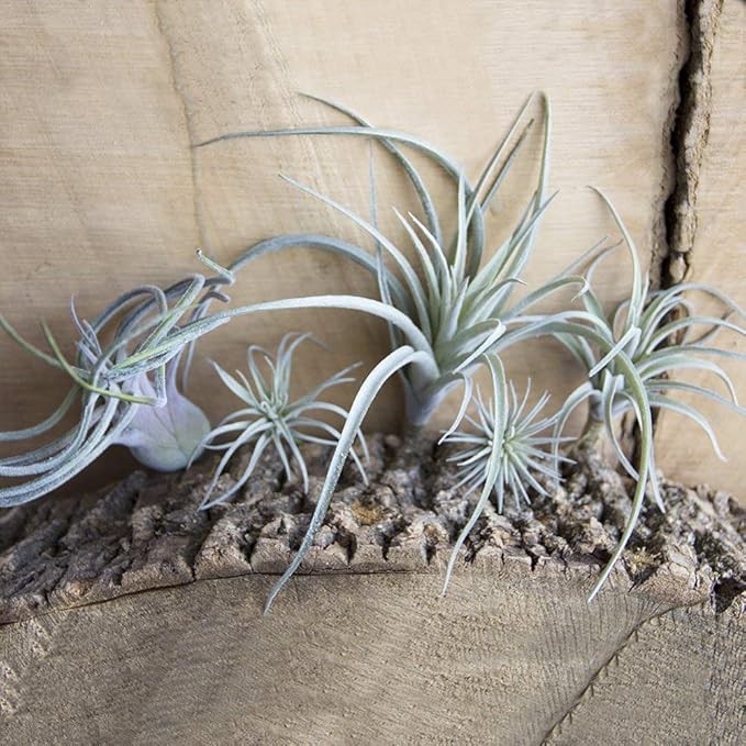 CHIVE Artificial Air Plants — Bulk Set of 5, Large — Ultra Realistic Fake Tillandsia Bromeliad Plants — Decorative Faux Succulents for Home & Office Decor — No Care Needed!