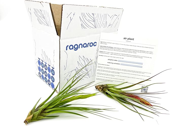 Air Plants - Flowering Tillandsia Melanocrater Tricolor, Large 5" - 2ct - Live Arrival Guaranteed - House Plants for Home Decor & Gift