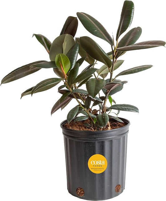 Costa Farms Burgundy Rubber Plant, Live Indoor Ficus Elastica Tree, Live Indoors Houseplant in Nursery Pot, Potting Soil Mix, Gift for Housewarming New House, Home or Office Decor, 2-3 Feet Tall