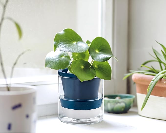D'vine Dev 4 Inch Design Self Watering Planter for Indoor Plants, Blue Terracotta Pot with Cylinder Glass Cup, 37-X-A-4