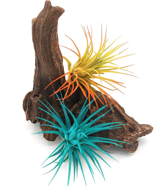 Live Extra Large Tillandsia Ionantha Guatemala Enhanced Colored Colorful Air Plant 3+ inch Easy Care Indoor Outdoor Home Decor Gift Airplant Awesome Industries Live Arrival Guaranteed (Teal XL)