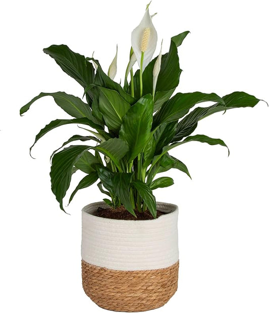 Costa Farms Peace Lily, Spathiphyllum Live Indoor Plant, 24-Inches Tall, in White Decor Planter