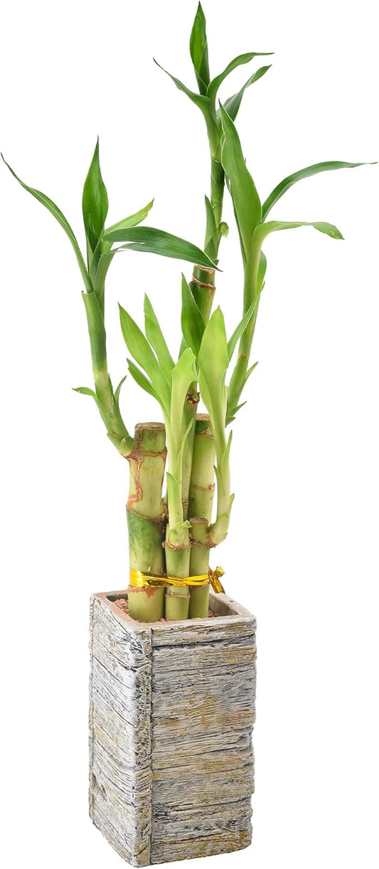 5-Stem Lucky Bamboo, Live Indoor Plant in Aged Wood Planter for Home, Work, or Gift, Light ***Cannot Ship to Hawaii**