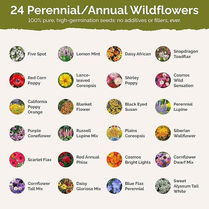 Eden Brothers Southeast Wildflower Mixed Seeds for Planting, 1 lb, 480,000+ Seeds with Cornflower, Blanket Flower | Attracts Pollinators, Plant in Spring or Fall, Zones 3, 4, 5, 6, 7, 8, 9, 10