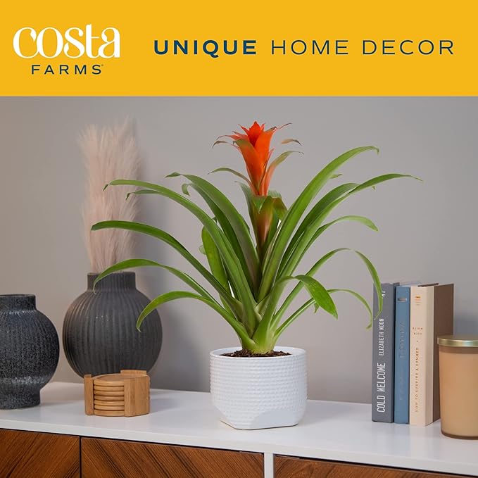 Costa Farms Bromeliad, Flowering Live Indoor Plant in Modern Flower Pot, Houseplant with Flowers in Potting Soil, Grower's Choice, New House Gift, Home or Room Decor, 20-Inches Tall