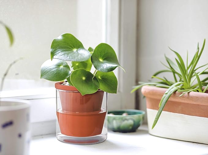 D'vine Dev 4 Inch Design Self Watering Pot for Indoor Plants, Terracotta Planter with Cylinder Glass Cup, Set of 2, 37-Y-A-1