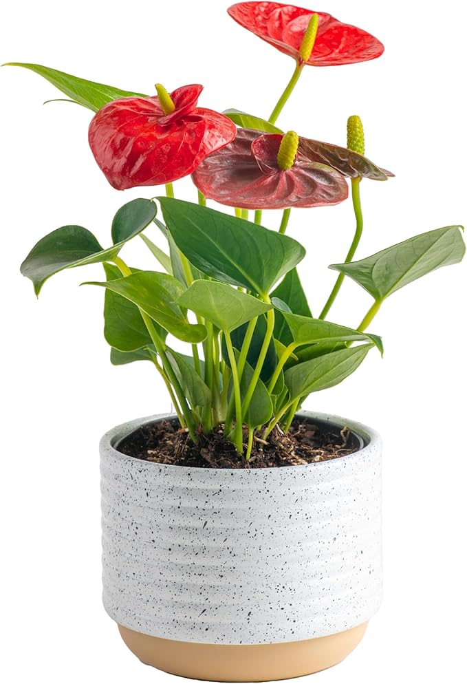 Costa Farms Anthurium, Live Indoor House Plant with Red Flowers, Easy Care Plant in Modern Plant Pot, 12-Inches Tall | Valentines Day Gift | Valentines Day Decoration