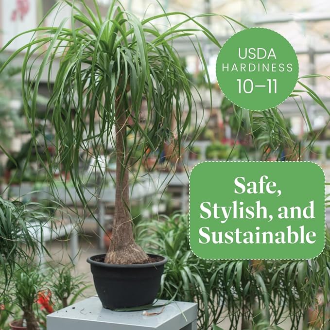 American Plant Exchange Ponytail Palm – 10-Inch Pot – Live Large Bonsai Plant, Pet Safe Indoor Tree, Easy Care Air Purifying Houseplant for Home, Office, or Gift Decor