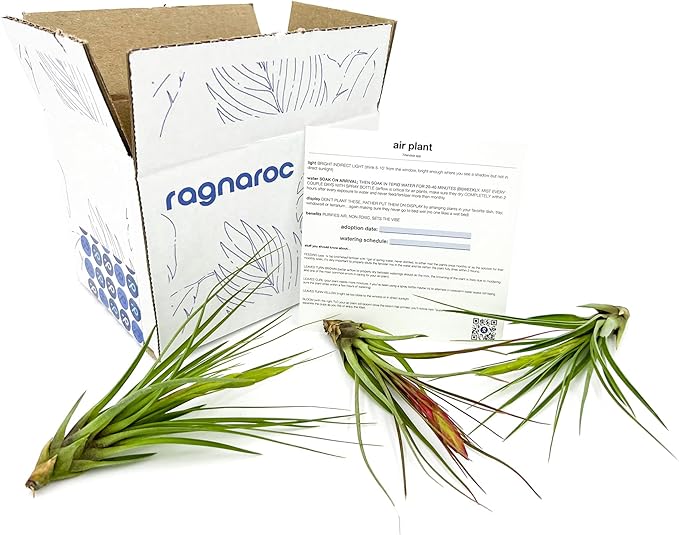 Air Plants - Flowering Tillandsia Melanocrater Tricolor, Large 5" - 3ct - Live Arrival Guaranteed - House Plants for Home Decor & Gift