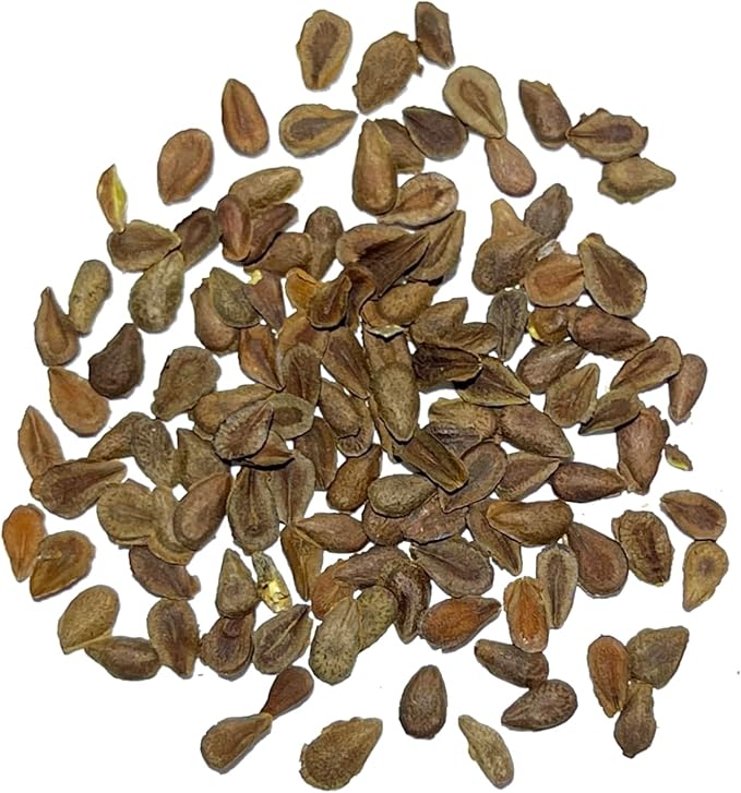 Seed Needs Orange Butterfly Milkweed Seeds for Planting - Heirloom & Untreated - Grow a Butterfly Garden to Attract Monarch Butterflies & Pollinators (1 Pack)