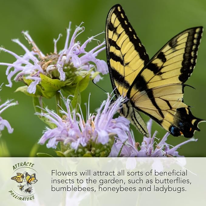 Seed Needs Mixed Peony Poppy Seeds for Planting - Heirloom & Open Pollinated - Colorful Mixture to Plant an Outdoor Butterfly Garden, Attracts Pollinators (1 Pack)