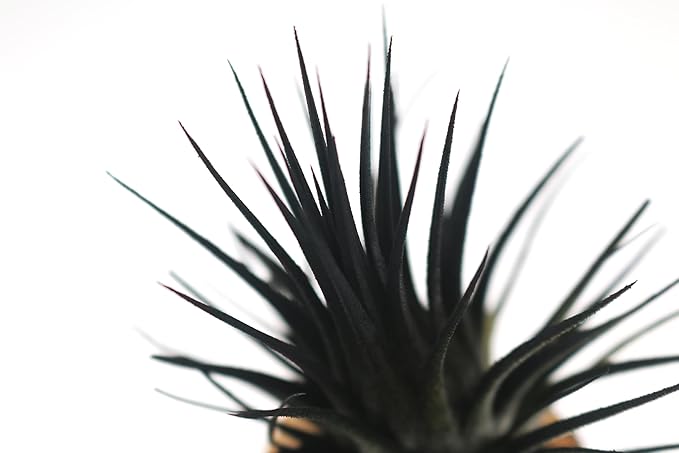 Live Extra Large Tillandsia Ionantha Guatemala Colorful Air Plant 3+ inch Enhanced Color Easy Care Indoor Outdoor Home Decor Gift Airplant by Awesome Industries (Black XL)