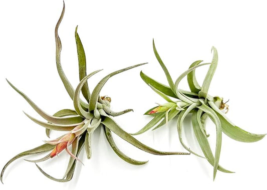 Air Plants - Flowering Tillandsia Harrisii, Large 3-5" - 2ct - Live Arrival Guaranteed - House Plants for Home Decor & Gift