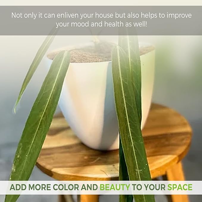 LEAL PLANTS ECUADOR Anthurium Pallidiflorum Live Plants| Green Live House Plant for Indoors|Rare and Exotic Indoor Plants for Living Room|Anthuriums Live Plants |Pallidiflorum Live Heart Plant