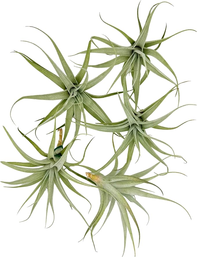 Live Air Plants - Tillandsia Albida 3-5" - 5ct – ragnaroc Live Indoor Plant - Live Arrival Guaranteed - House Plants for Home Decor & Gift