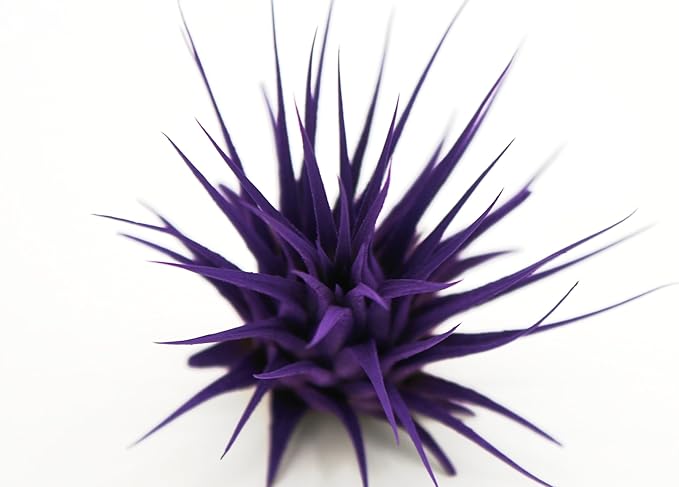 Live Extra Large Tillandsia Ionantha Guatemala Colorful Air Plant 3+ inch Enhanced Color Easy Care Indoor Outdoor Home Decor Gift Airplant by Awesome Industries (Purple XL)