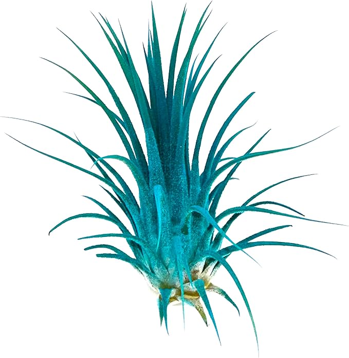 Live Extra Large Tillandsia Ionantha Guatemala Enhanced Colored Colorful Air Plant 3+ inch Easy Care Indoor Outdoor Home Decor Gift Airplant Awesome Industries Live Arrival Guaranteed (Teal XL)