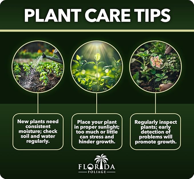 Lantana Dallas Red | 1 Large Gallon Size Plant | Lantana Camara | Flowering Perennial | Garden Colorful Bloom | Hardy Outdoor Decor | Vibrant Red Flowers