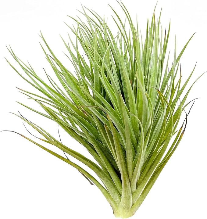 Air Plants - Flowering Tillandsia Rose BAER, Large 5" - 5ct - Live Arrival Guaranteed - House Plants for Home Decor & Gift