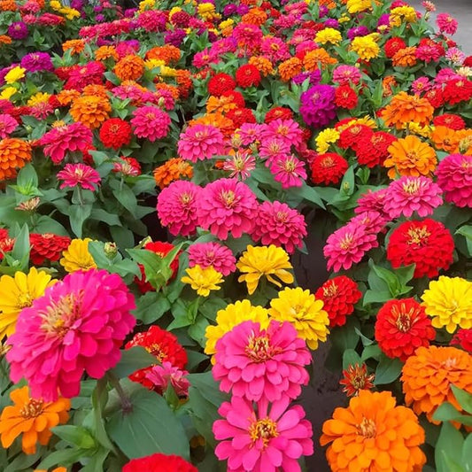 1000+ Mixed Zinnia Seeds for Planting Outdoors, Non-GMO, Heirloom, Beautiful Zinnia Flower Seeds - Attract Bees, Butterflies, Hummingbirds, Pollinators, Easy to Plant and Maintain