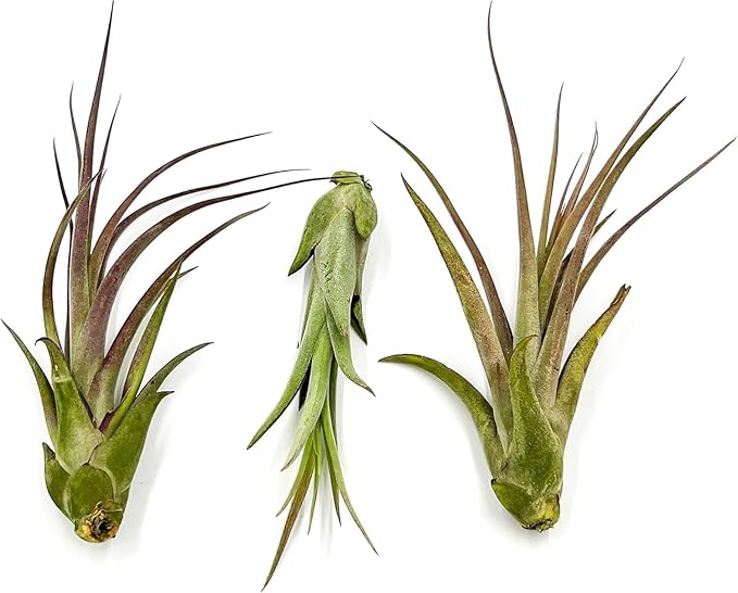 Live Air Plant – Tillandsia Capiput, Jumbo 6-9” - 1ct - Live Arrival Guaranteed - House Plants for Home Decor & Gift