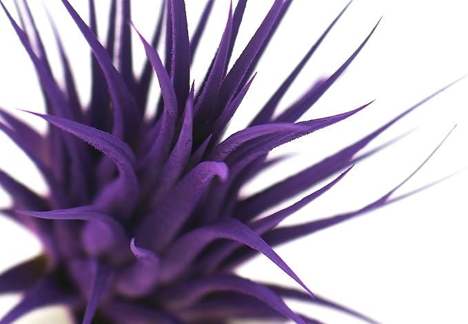 Live Extra Large Tillandsia Ionantha Guatemala Colorful Air Plant 3+ inch Enhanced Color Easy Care Indoor Outdoor Home Decor Gift Airplant by Awesome Industries (Purple XL)