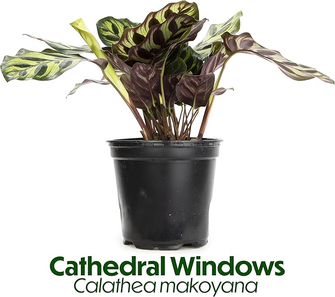 Calathea Prayer Plants Live House Plants Kit (4 PK), Calathea Plant Live Indoor Plants Live Houseplants, Live House Plants Indoors Live Plants Indoor, Live Indoor House Plants Live by Plants for Pets