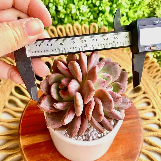 FWPP Live Succulent Echeveria Ariel,3.5 Inches Mini Red Succulents Plants Live,Bare Root Without Pot Soil,Rare House Plants for Gift Party Wedding Garden Baby Shower DIY Decor