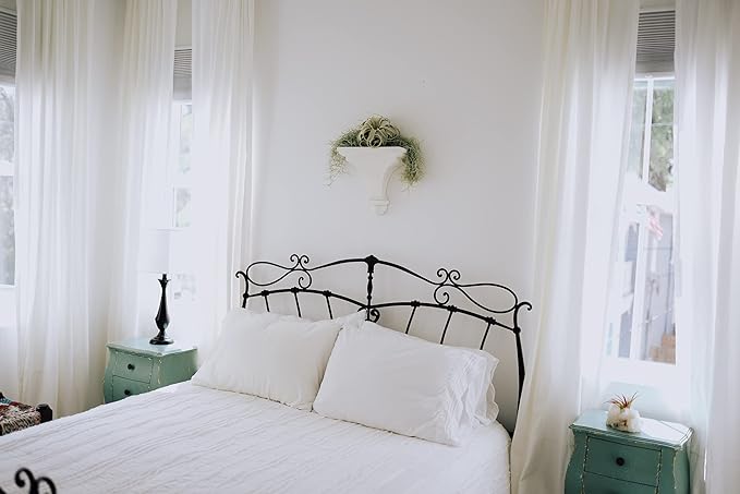 Thick Colombian Spanish Moss Live Strands with Wire Hook - Tillandsia Usneiodes - Live Tillandsia Succulent House Plants - Home and Garden Decor - Easy Care Indoor and Outdoor Plants