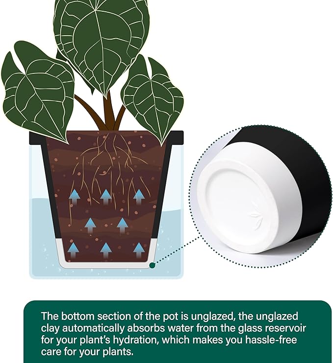 D'vine Dev 8 Inch Design Self Watering Planter for Indoor Plants, Black Terracotta Pot with Cylinder Glass Cup, 37-X-C-3