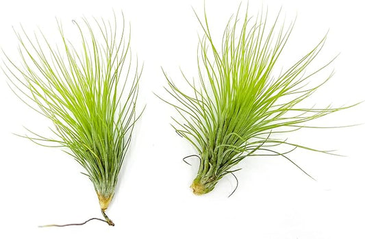 Air Plants - Tillandsia Andreana, Large 4-6" - 2ct - Live Arrival Gauranteed - House Plants for Home Decor & Gift