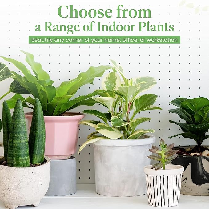 American Plant Exchange Calathea Medallion Live Prayer Plant, 6-Inch Pot W/Stylish Cover, Pet Safe, Low Light, & Air Purifying Tropical Indoor Plant for Home, Office & Garden Décor