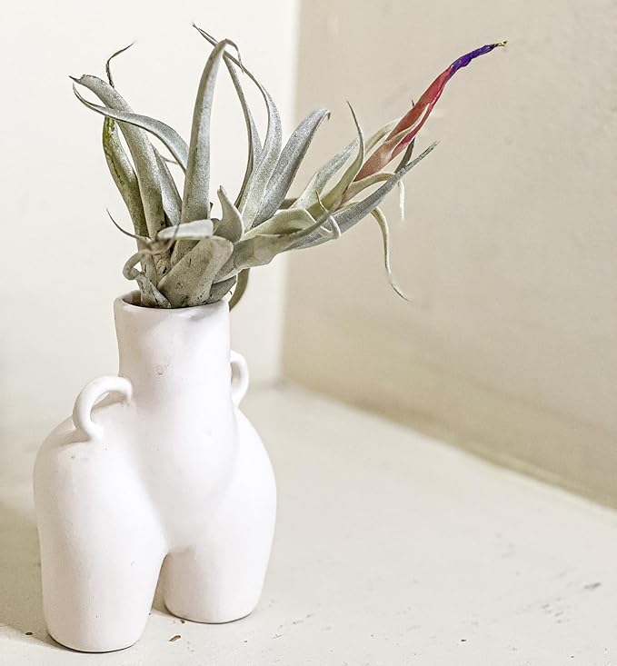 Air Plants - Loki Gift Box - 9ct - Live Arrival Guaranteed - House Plants for Home Decor & Gift