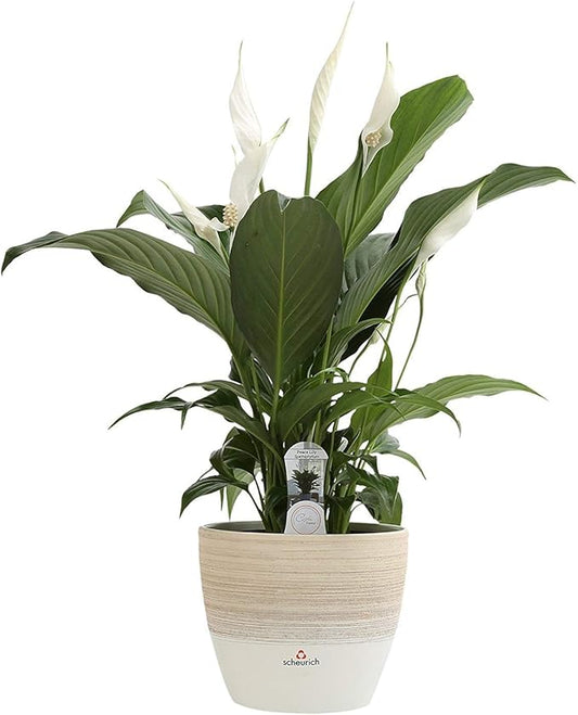 Costa Farms Spathiphyllum Peace Lily Live Indoor Plant in in Premium Scheurich Ceramic Planter, 15-Inch