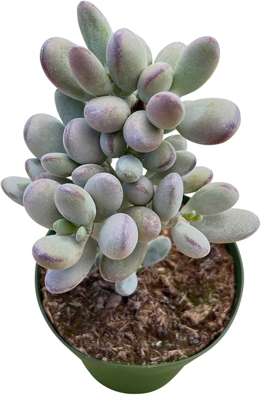 4-inch Succulent Cotyledon Orbiculata cv., Live Succulents Plants Fully Rooted in Pots with Soil, Easy-Care House Plants for DIY, Home Office Decoration