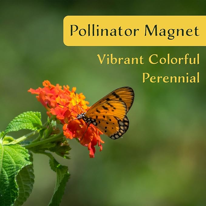 12 Dallas Red Lantana | Live Plants in 2.5-inch Nursery Cubes | Lantana Camara 'Dallas Red' Variety | Hardy Evergreen Perennial Shrub | Fiery Vibrant Blooms for Home & Garden