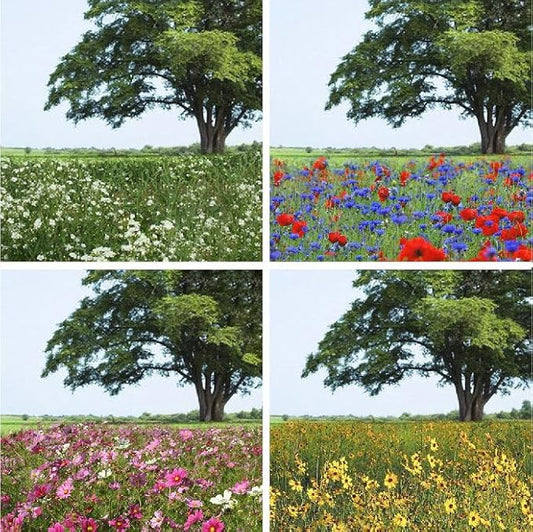 Eden Brothers Endless Summer Annual Succession Flower Mixed Seeds for Planting, 5 lb, 2,400,000+ Seeds with Cosmos | Attracts Pollinators, Plant in Spring or Fall, Zones 3, 4, 5, 6, 7, 8, 9, 10