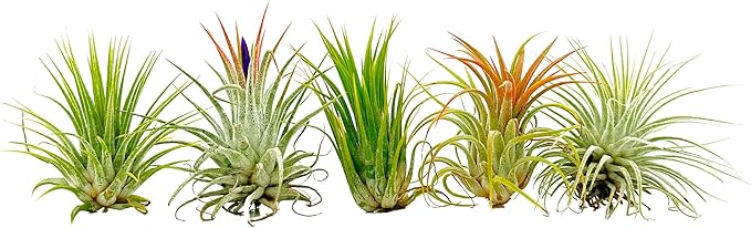 Air Plants - Tillandsia Ionantha Pack, Regular 1-3" - 5ct - Live Arrival Guaranteed - House Plants for Home Decor & Gift