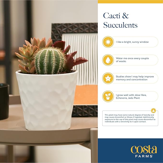 Costa Farms Mini Succulents (48 Pack), Live Succulent Plants in Decor Pots, Indoor Houseplants in Potting Soil, Party Favor Gifts, Bulk Baby Shower, Bridesmaid, 2-Inches Tall