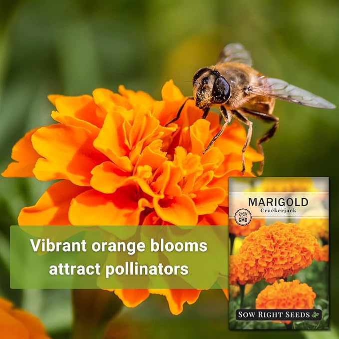 Sow Right Seeds Crackerjack African Marigold Seeds for Planting - Non-GMO Heirloom Seed Packet with Instructions - Companion Plant - Orange & Yellow Blooms Attract Pollinators, Deter Mosquitoes (4)