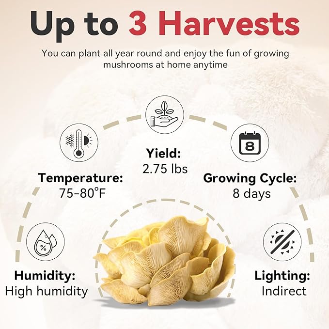 inbloom Organic Golden Oyster Mushroom Growing Kit with Spray, Harvest Fresh Mushrooms at Home, Beginner Friendly & Easy to Use, Unique Gardening Gift for Holiday, Handmade in New Jersey, USA