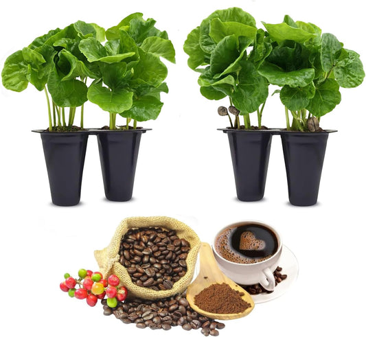 Coffee Plant Arabica (4 Pack) Real Live Plant for Sale | Coffee Lover's Dream | Easy to Grow Live for Planting | Grow Your Own Food on Your Edible Organic Garden |