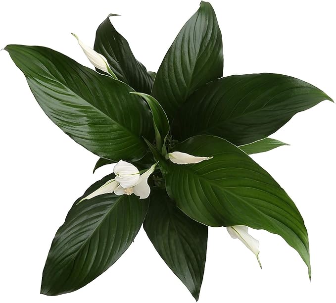 Costa Farms Spathiphyllum Peace Lily Live Indoor Plant in in Premium Scheurich Ceramic Planter, 15-Inch