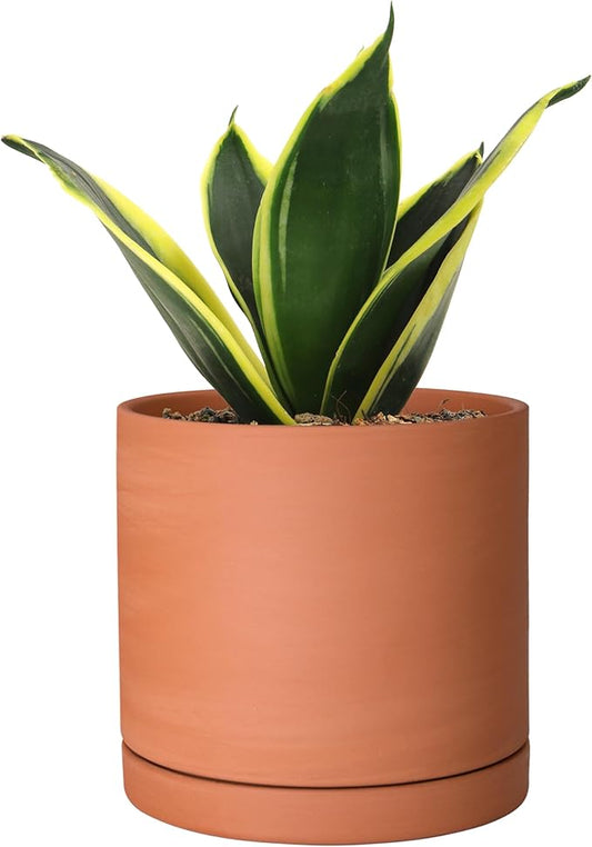 D'vine Dev Small Plus 5 Inch Terracotta Plant Pot with Drainage Hole and Saucer, Round Cylinder Planter Pot for Indoor Plants, 40-X-A-2