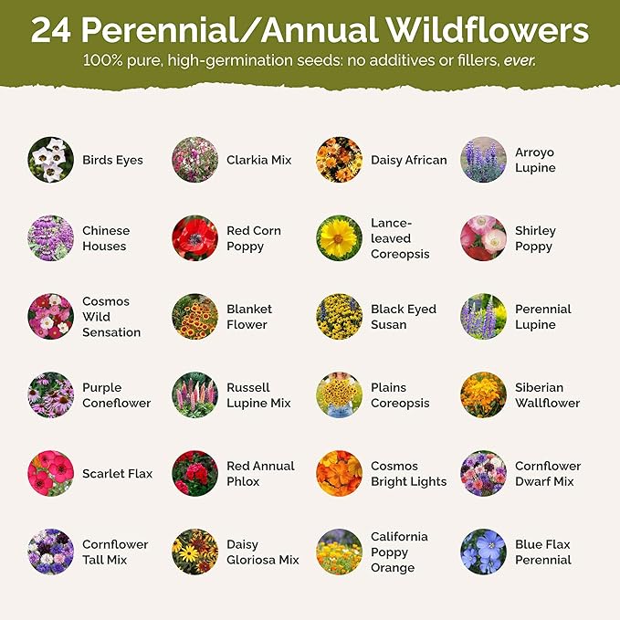 Eden Brothers Southwest Wildflower Mixed Seeds for Planting, 1/4 lb, 120,000+ Seeds with Cornflower, Blanket Flower | Attracts Pollinators, Plant in Spring or Fall, Zones 3, 4, 5, 6, 7, 8, 9, 10