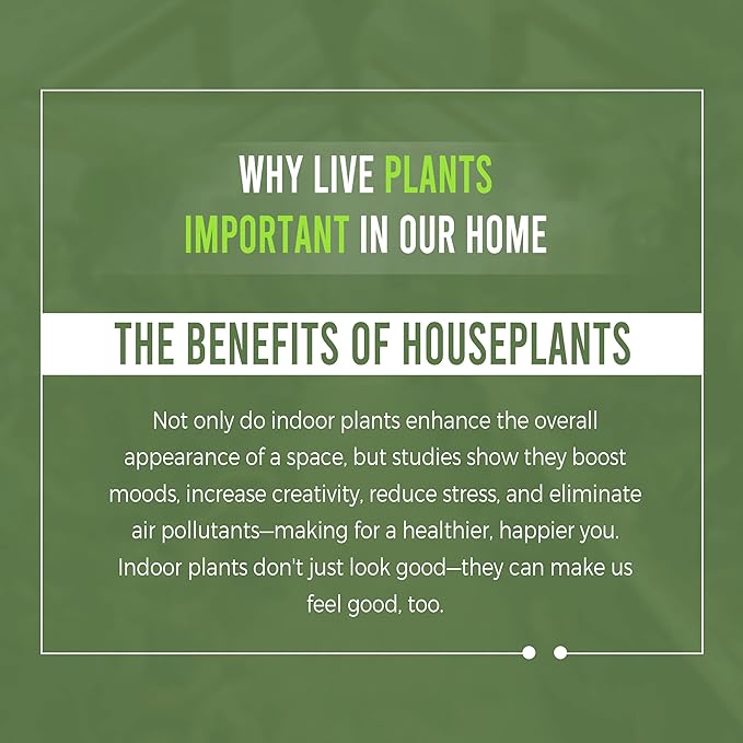 LEAL PLANTS ECUADOR Anthurium Pallidiflorum Live Plants| Green Live House Plant for Indoors|Rare and Exotic Indoor Plants for Living Room|Anthuriums Live Plants |Pallidiflorum Live Heart Plant