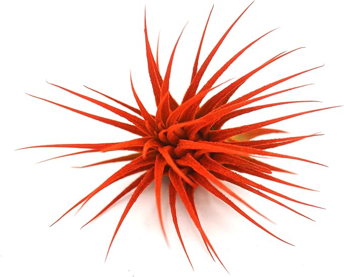 Dyed Tillandsia Ionantha Guatemala Enhanced Colored Colorful Air Plant Live Easy Care Indoor Outdoor Home Decor Gift Airplant by Awesome Industries Live Arrival Guaranteed (Orange)
